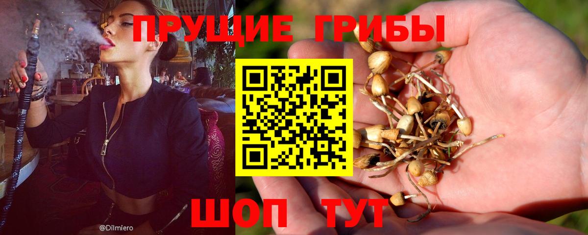 Псилоцибиновые грибы прущие грибы Кохма